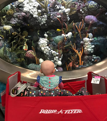 Child in Wagon looking at aquarium